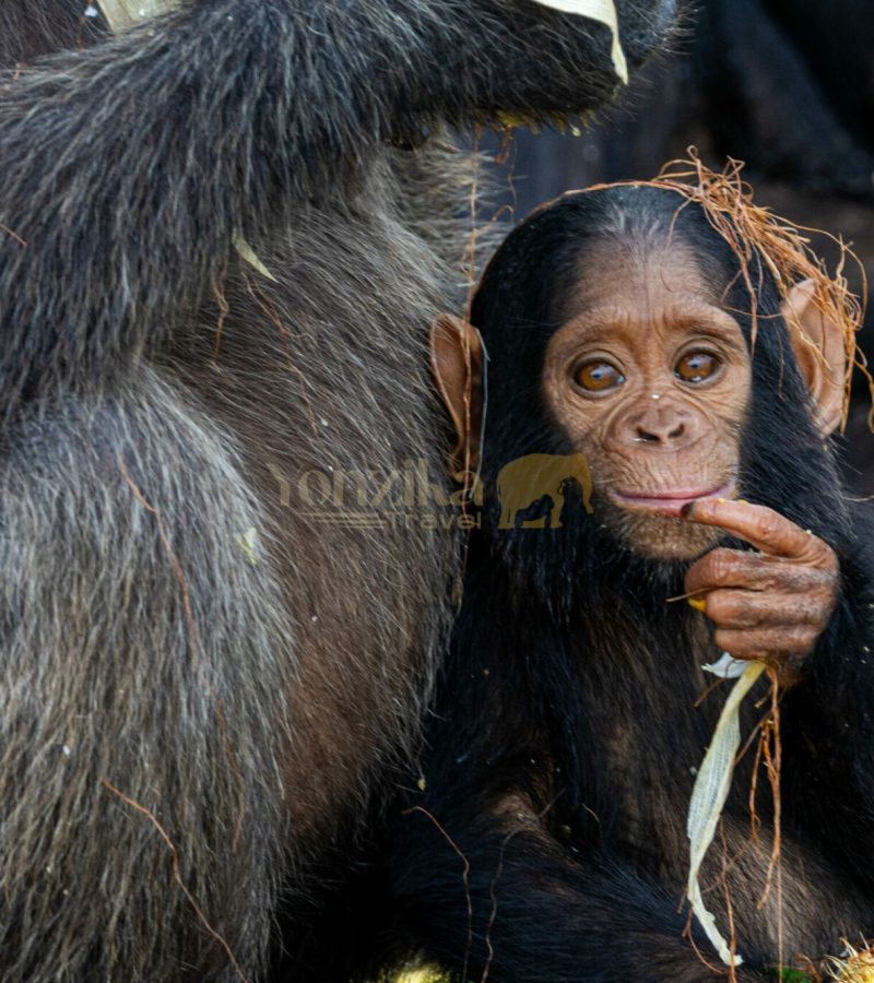 Bébé chimpanzé du parc de Conkouati