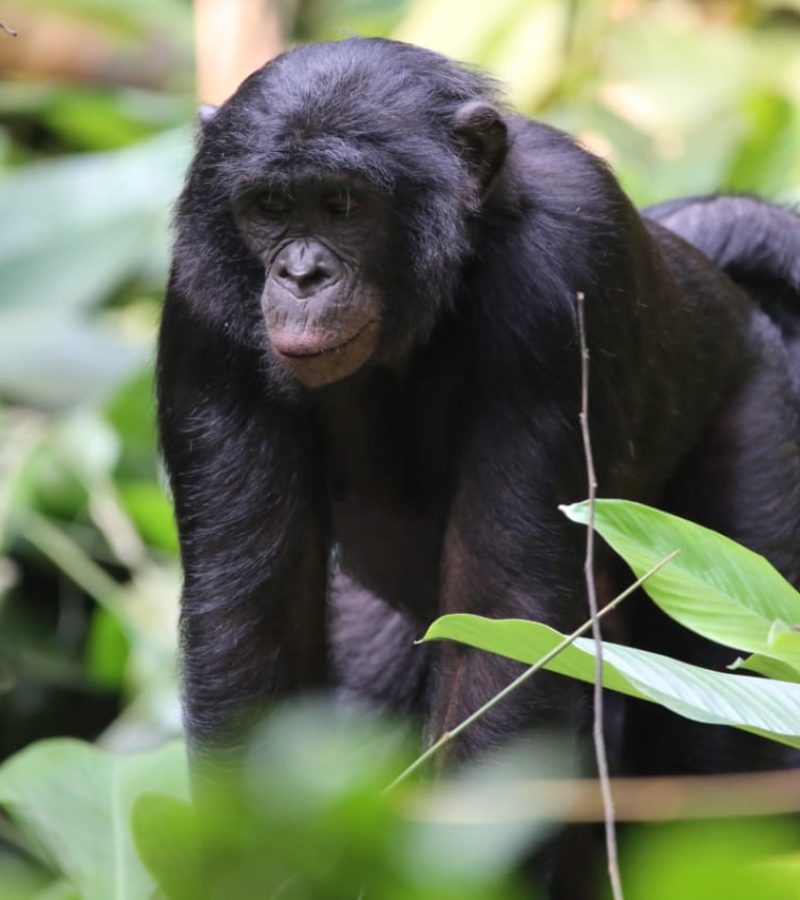 Bonobos du Maï-Ndombé en RDC